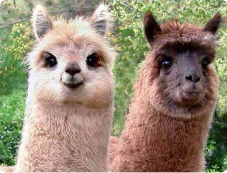 30 Happy Alpacas That Are Sweeter Than Baby Yoda