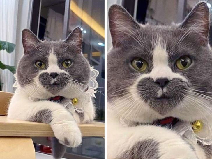 20 Cats That Made Us Wonder If Nature Used Photoshop To Create Them Bright Side