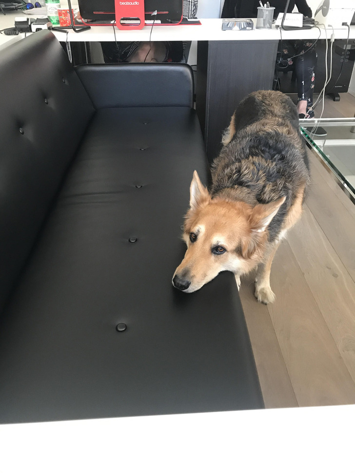 The Office Dog and the One Couch She Isn’t Allowed On