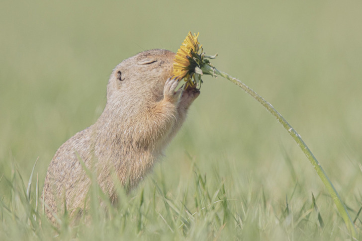 A Ground Squirrel Who Stopped to Smell a Dandelion
