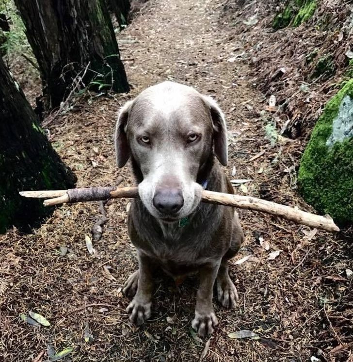 หมาลาบราดอร์คาบกิ่งไม้