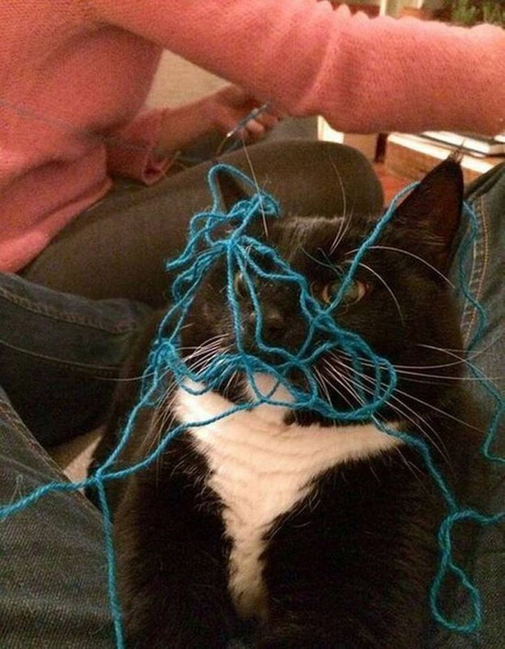 20 Hilarious Pictures Showing What Cats Are All About