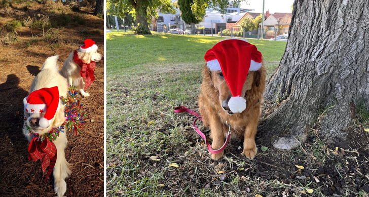 Two Golden Retrievers and Santa Hats That Would Not Stay Put