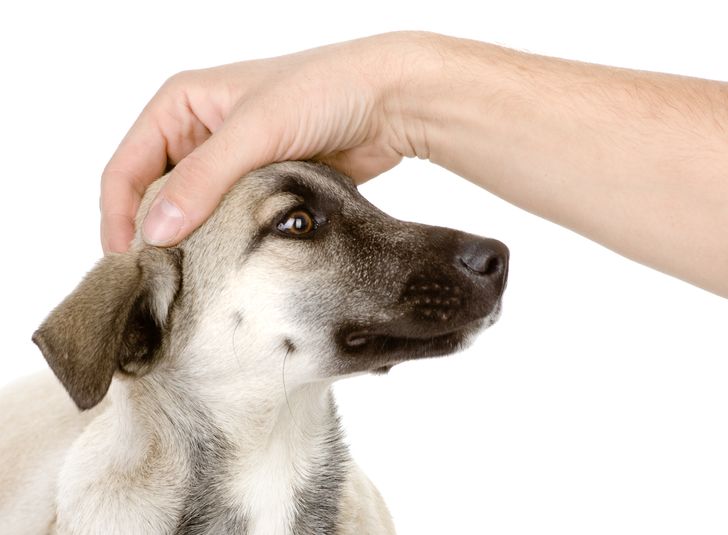 12 Things We Do That Dogs Absolutely Hate