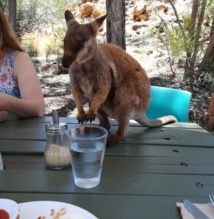 18 Reasons to Love Australia but From a Safe Distance