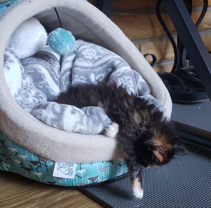 20 Bright Siders Shared Their Pets Who Won’t Let Anything Stand Between Them and Their Nap