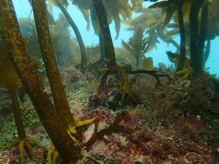 Kelp in the Cape Rodney-Okakari Point Marine Reserve