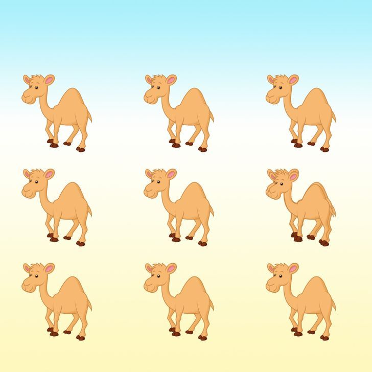How many camels do you see in the picture below?