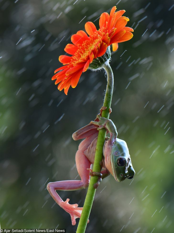 Frogs Climb Flowers to Hide From the Rain, and 6 Other Animals That Solve  Their Own