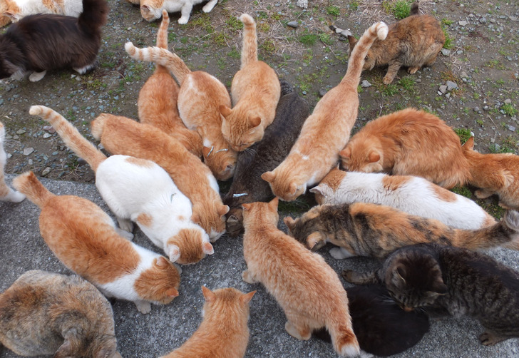 Cats at the feeding spot on Aoshima, 2015, when about 200 lived there