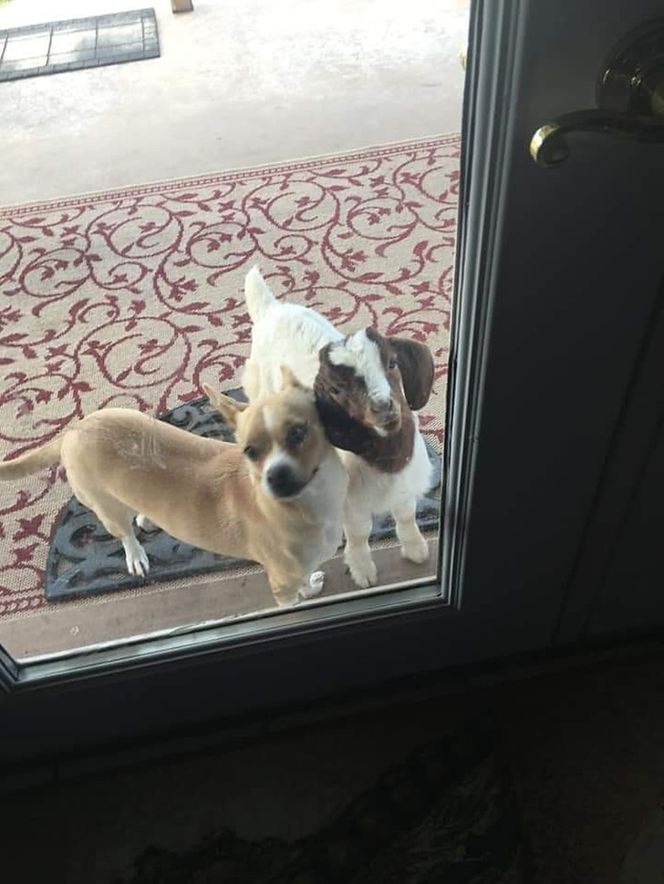 A Bottle-Fed Rescue Goat Who Thinks It’s a Dog