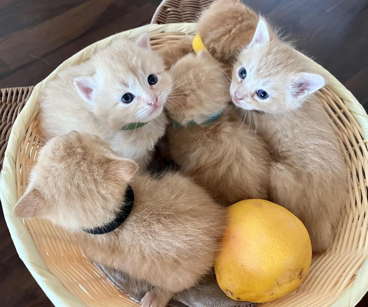 Papaya Is Half the Size of Her Siblings in the Orange Foster Litter, and the Smartest of Them