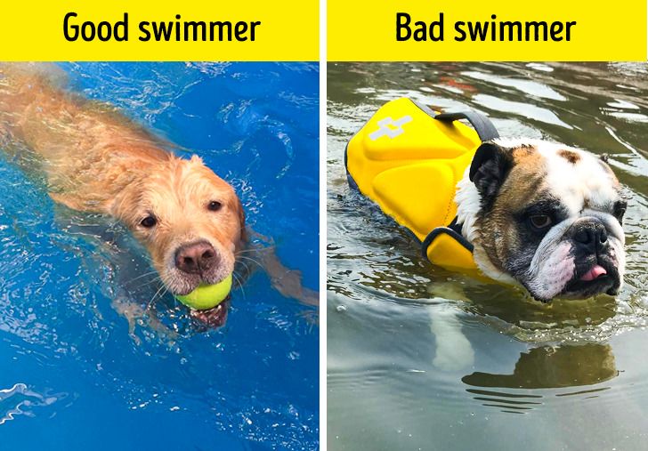 Good swimmer dog vs. bad swimmer dog