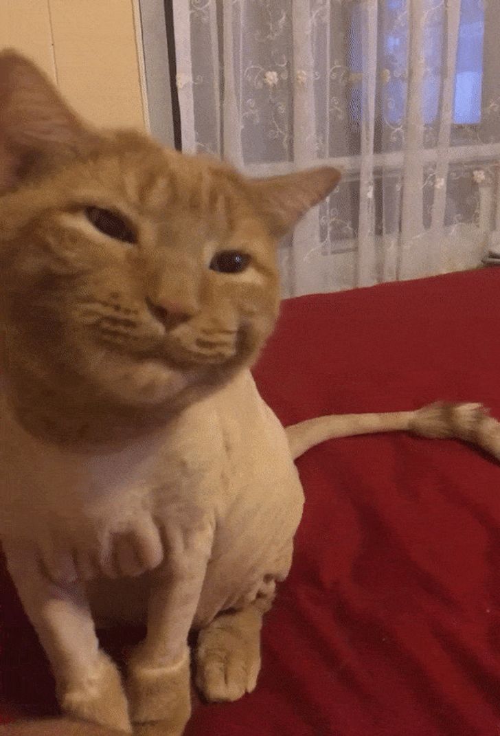 20 Cats Who Accidentally Ruined Their “Default” Settings