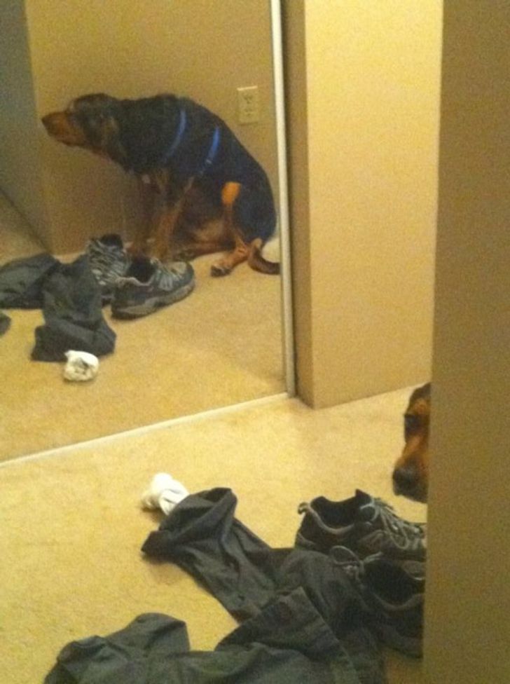 20 dogs who think they’ve found the perfect hiding place