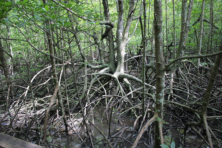 Mangroves at the Kota Kinabalu bird sanctuary in Sabah, Malaysia