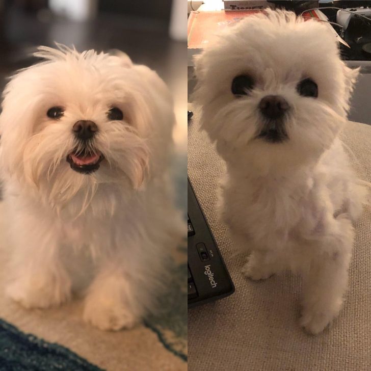 20+ Before and After Pics of Pets That Are Like Day and Night