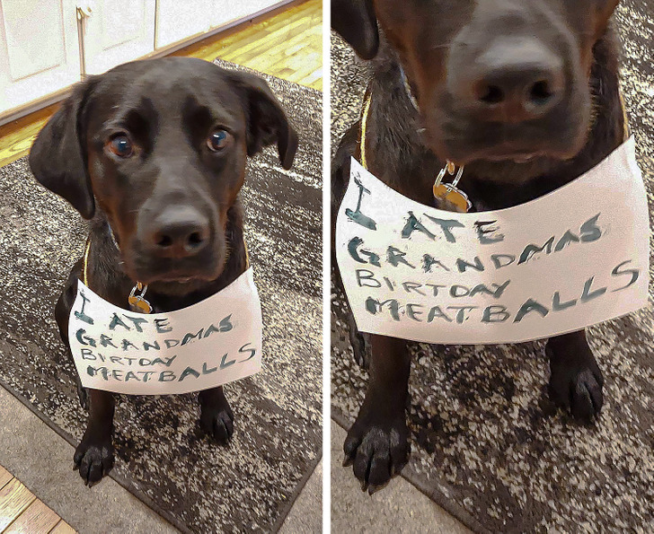 20 Pet Owners Who Will Make Your Day Brighter
