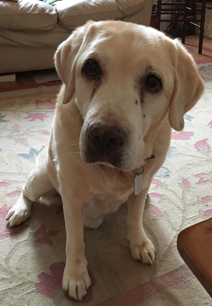 Bruno, a Retired Guide Dog Who Had a Second Career