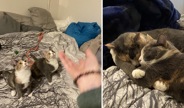 Two Foster Kittens Listed as ‘Pair Only’ Who Never Got a Single Application