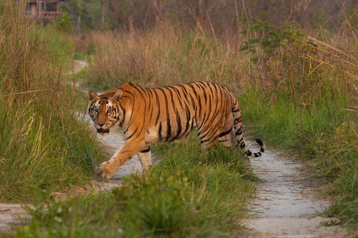 A wild tiger crossing a forest track near Bardiya National Park, Nepal, in May 2026