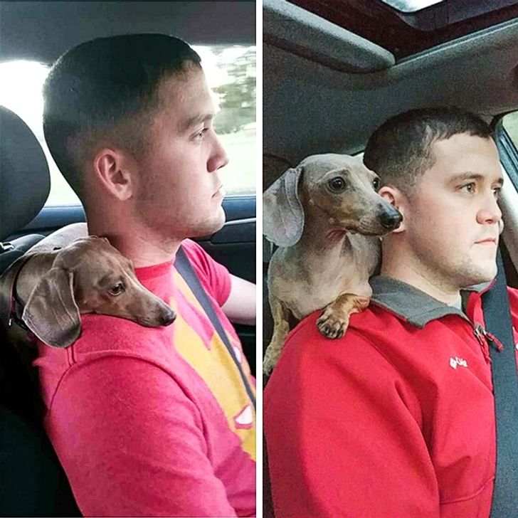 20 Faithful Animals That Can Make Anyone Ponder if We Are Really Worth Their Endless Love