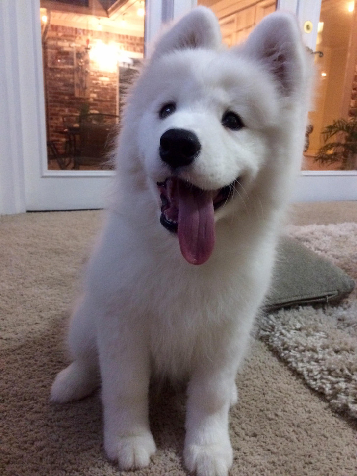 Flora, a Therapy Dog in Training Whose Job Is to Be Petted