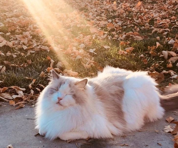 20 Times Pets Proved to Be Aliens Who Recharge From the Sun