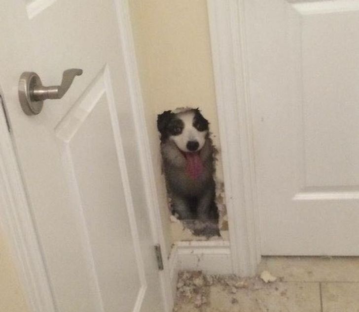 15 Photos That Are Literally Screaming for Help