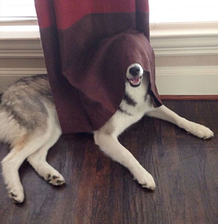 20 dogs who think they’ve found the perfect hiding place