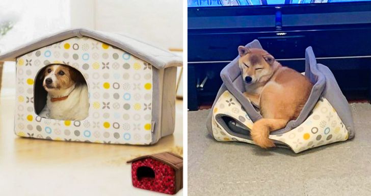 20+ People Who Bought Cool Gifts for Their Pets but Weren’t Ready for Their Reaction