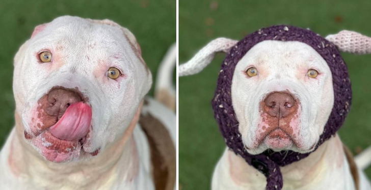 A Dog That Lost Its Ears Receives New Knitted Ones and Finally Gets Adopted