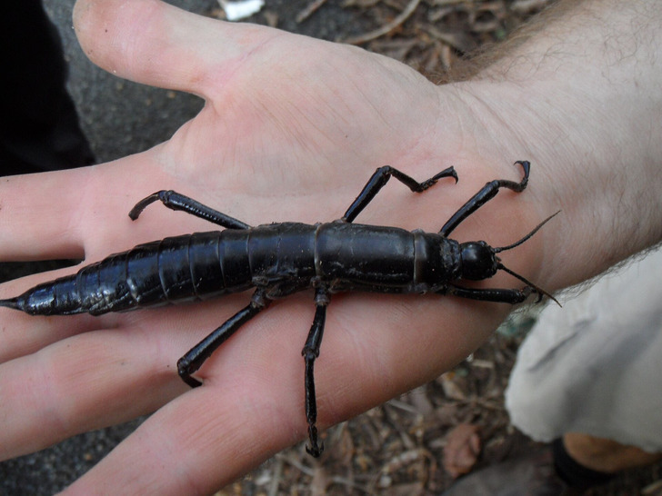 A Lord Howe Island stick insect, 2011