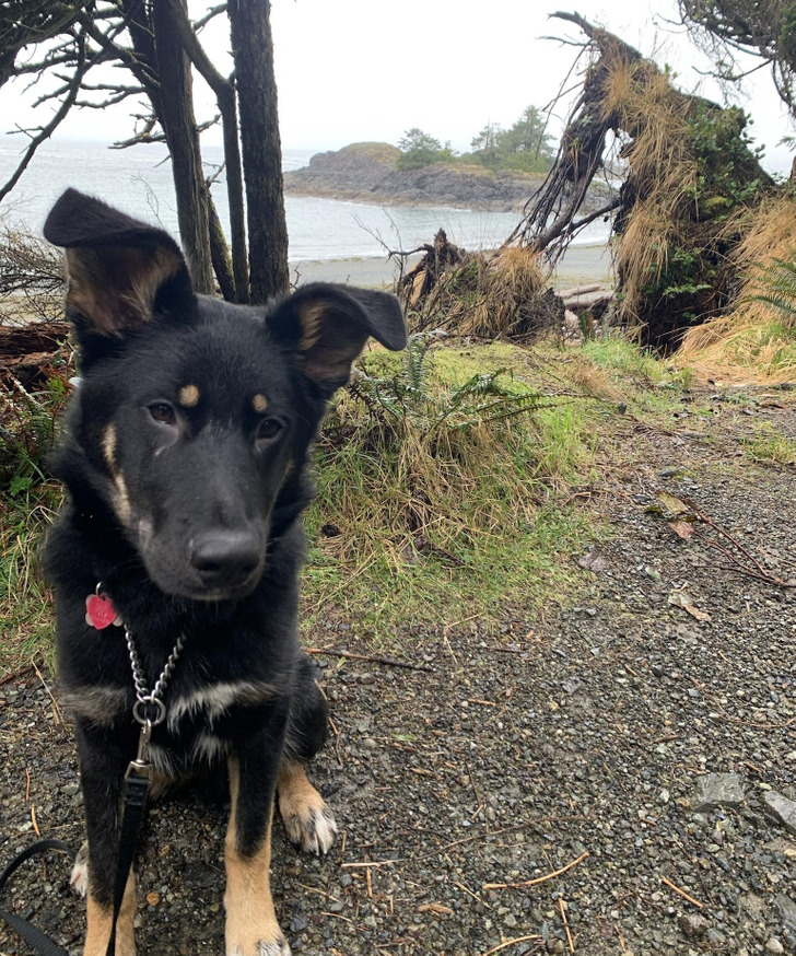 A Puppy Strangers Called a Rottie Mix, With a Little Basset Hound and Samoyed Hiding in Him