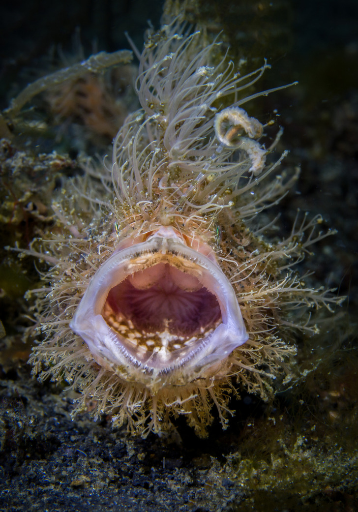 It Looks Awkward, but This Fish Has a Secret Glow - The New York Times