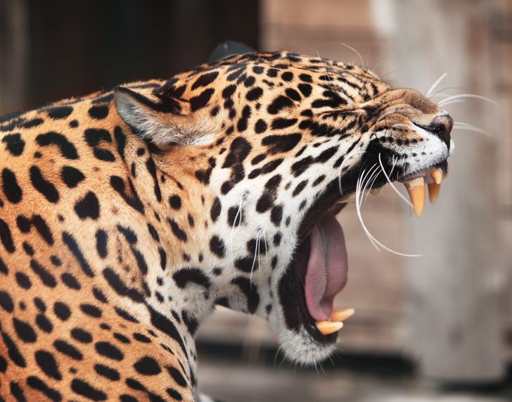 15+ Animals That Have the Strongest Bite