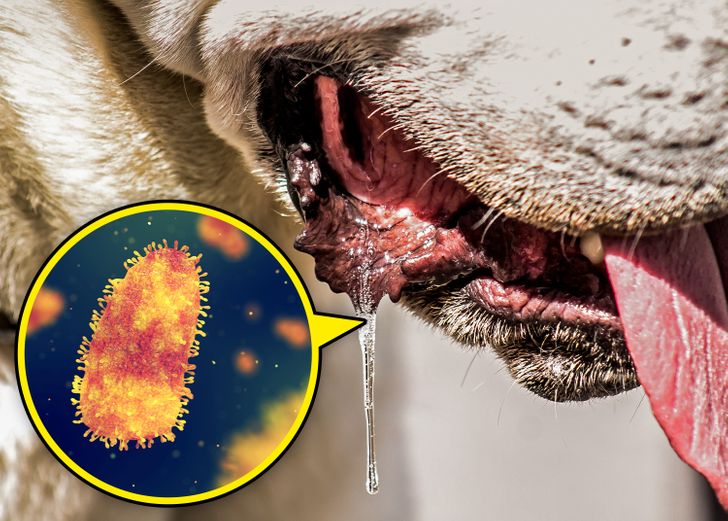 How to Recognize a Rabid Animal, and What to Do If You See One