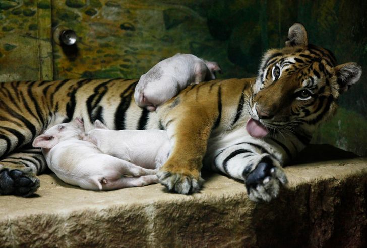 18 Kind Animals That Adopted Other Species