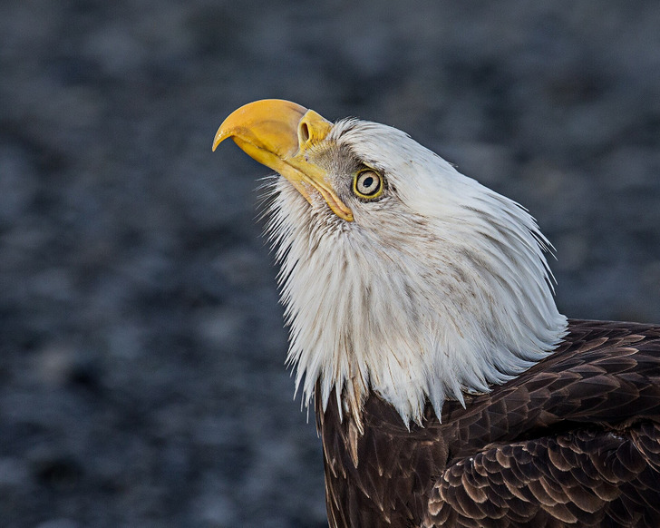 A bald eagle in Kachemak Bay, Alaska