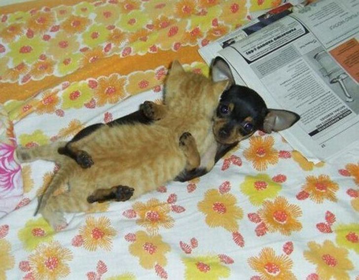 Black Chihuahua hugging golden brown tabby kitten