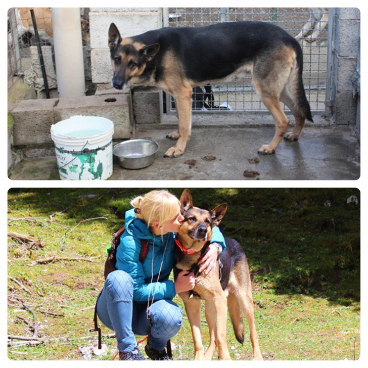 A 10-Year-Old Dog Who Had Given Up Hope in an Italian Shelter, One Year Later