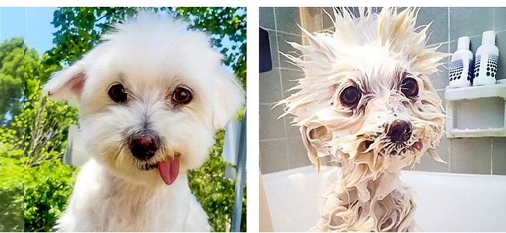 12 Things We Do That Dogs Absolutely Hate
