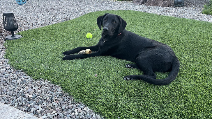 A Black Dog With a Lab Mom Who Turned Out to Be Only 10% Labrador
