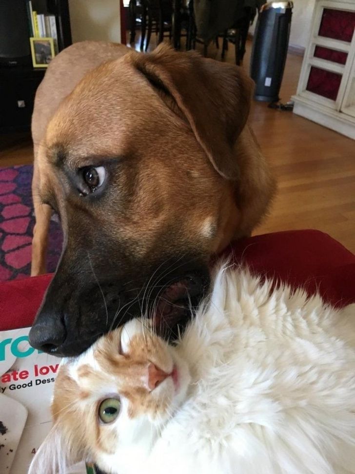 30 Photos of Cats and Dogs to Make You Forget About Everything
