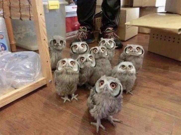 20 Adorable Photos That Prove There Are No Animals as Majestic as Owls