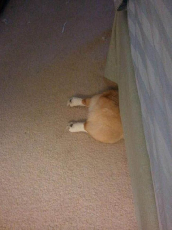 20 dogs who think they’ve found the perfect hiding place