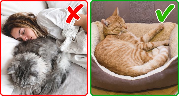 น้องแมวอาจทำลายผ้าปูที่นอนของคุณ