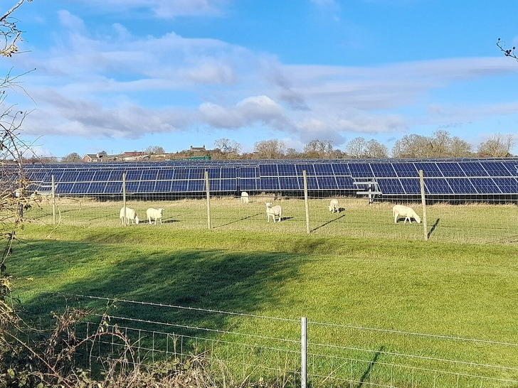 Sheep grazing between panels at a solar park in England
