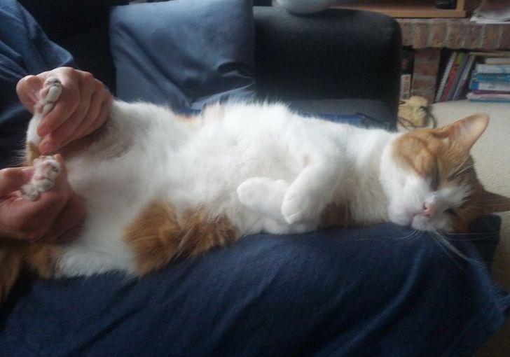 19 Pets That Put a Love Spell on Their Owners