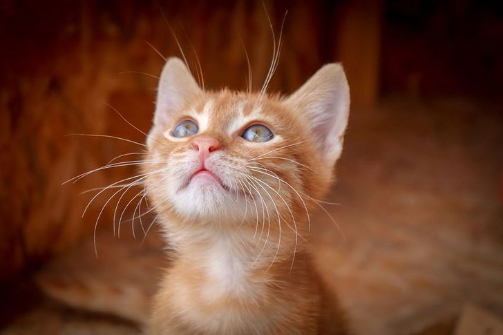 Scientists Found 8 Reasons for You to Have a Cat at Home (Yes, Purring Is One of Them)